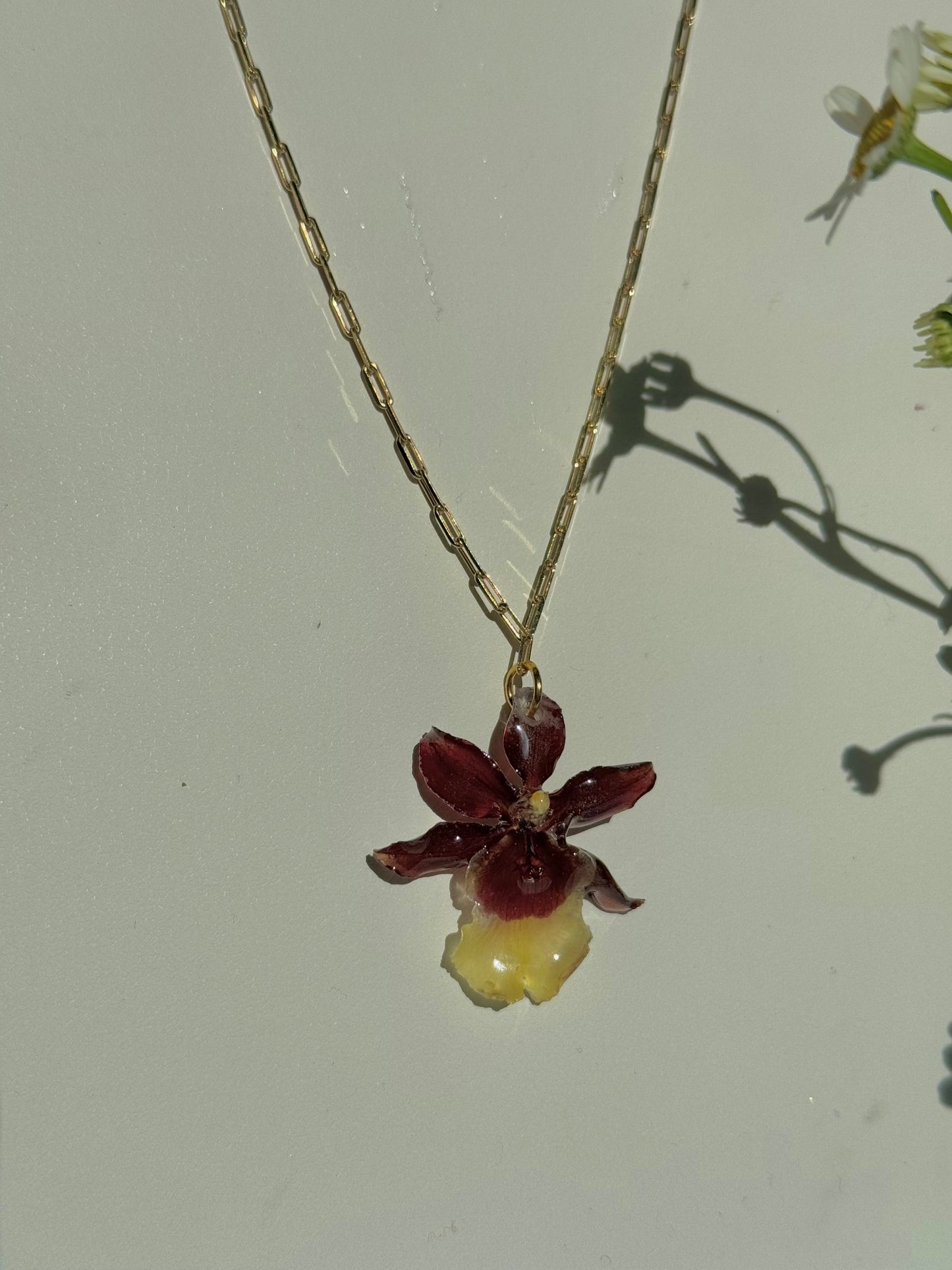 Exotic, small orchid