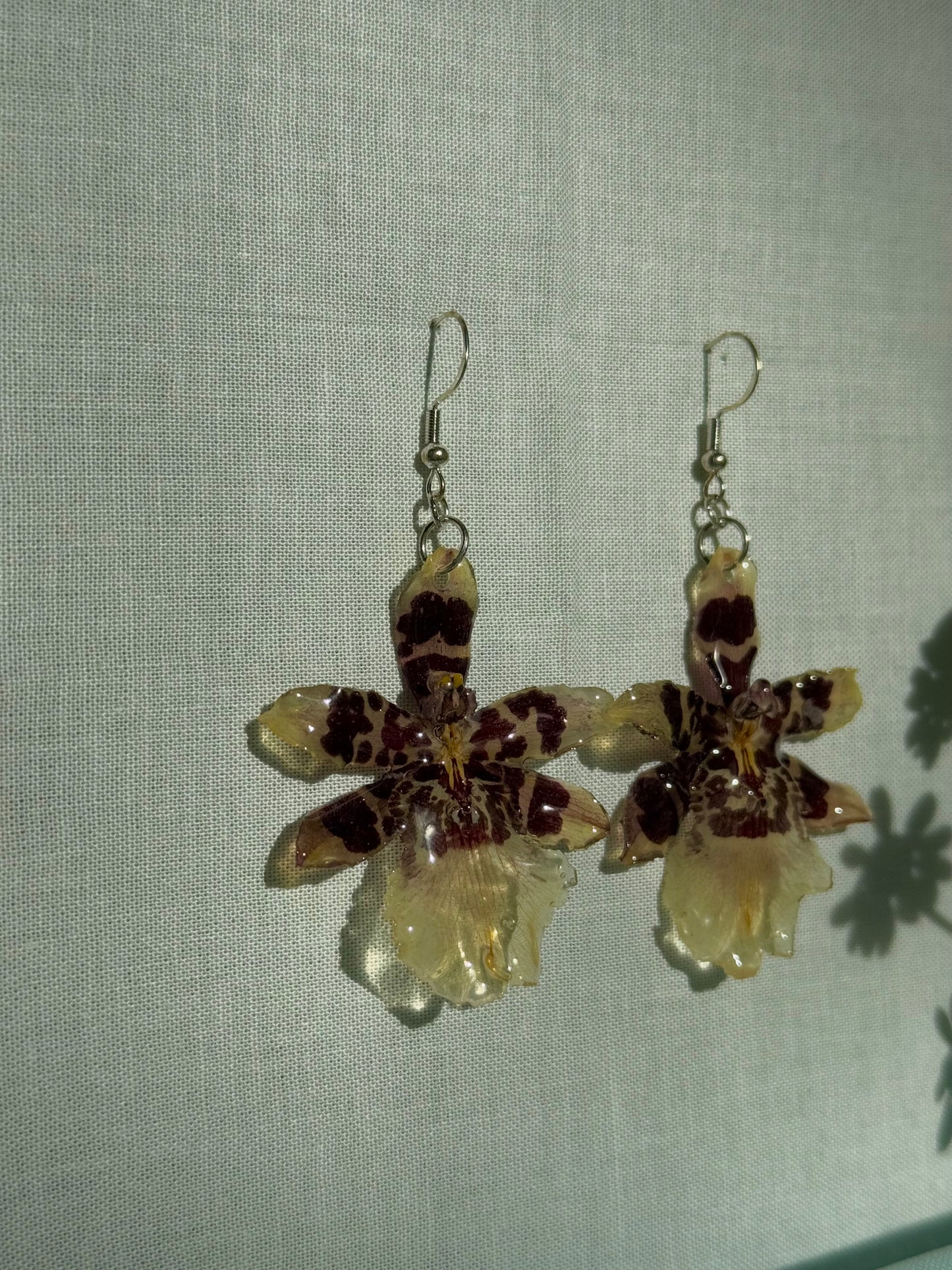 Exotic spotted orchids