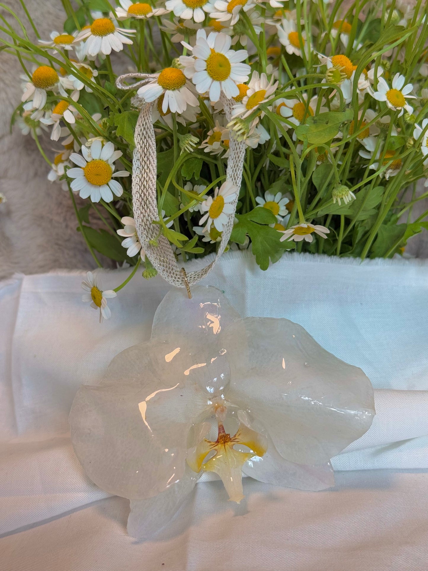 Large white orchid