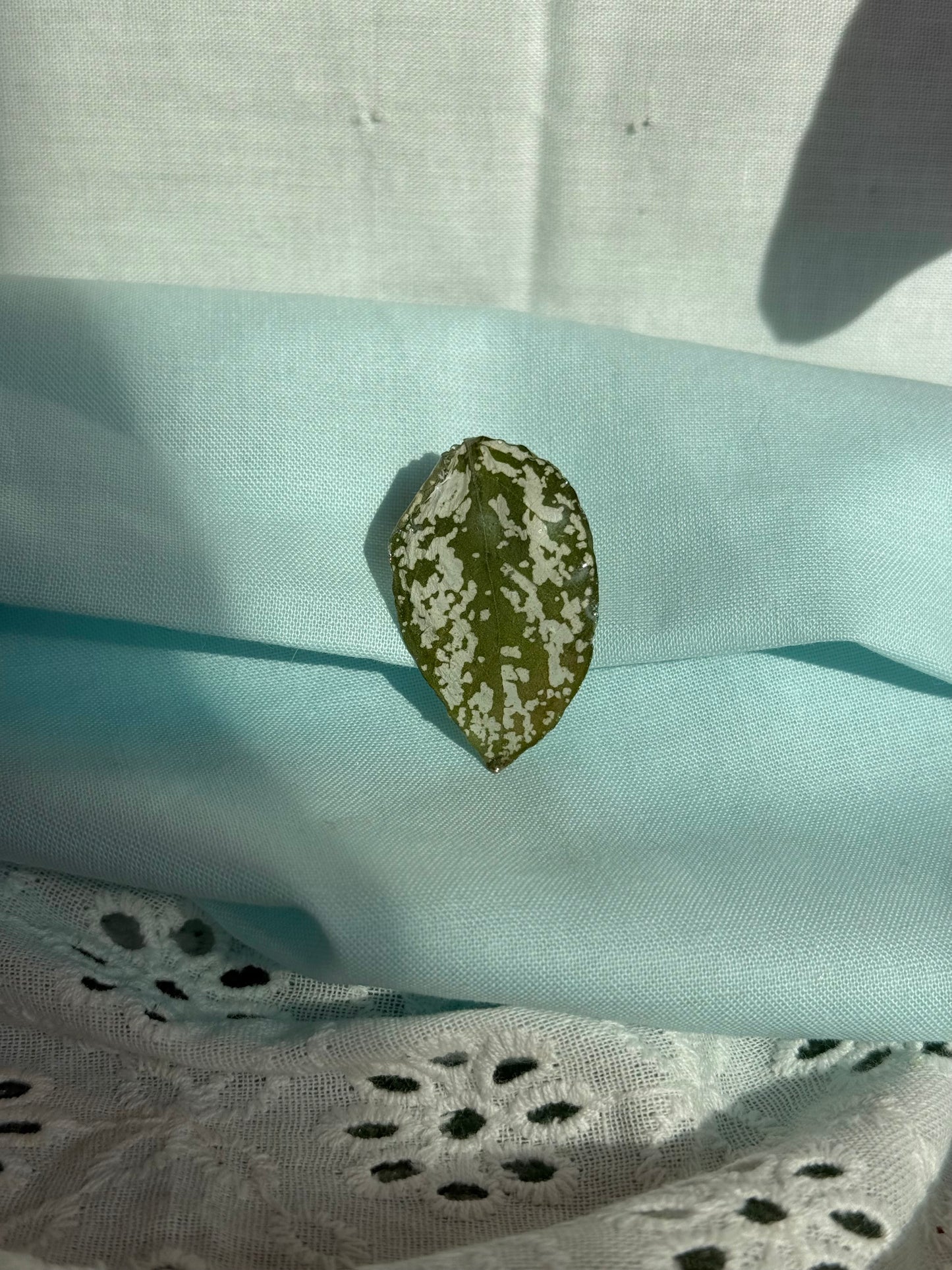House plant leaf pin